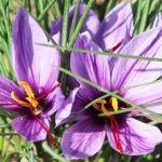 Afghan Saffron Attracts Global Buyers, Secures Million-Dollar Deal